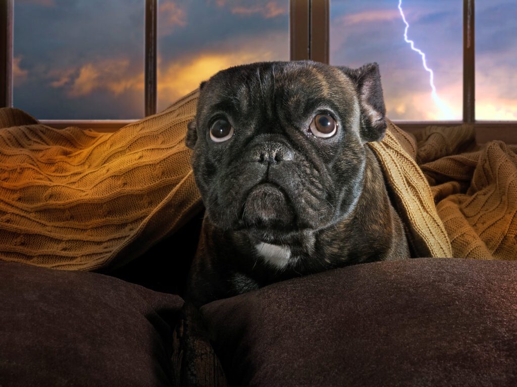 Dog afraid of thunderstorm